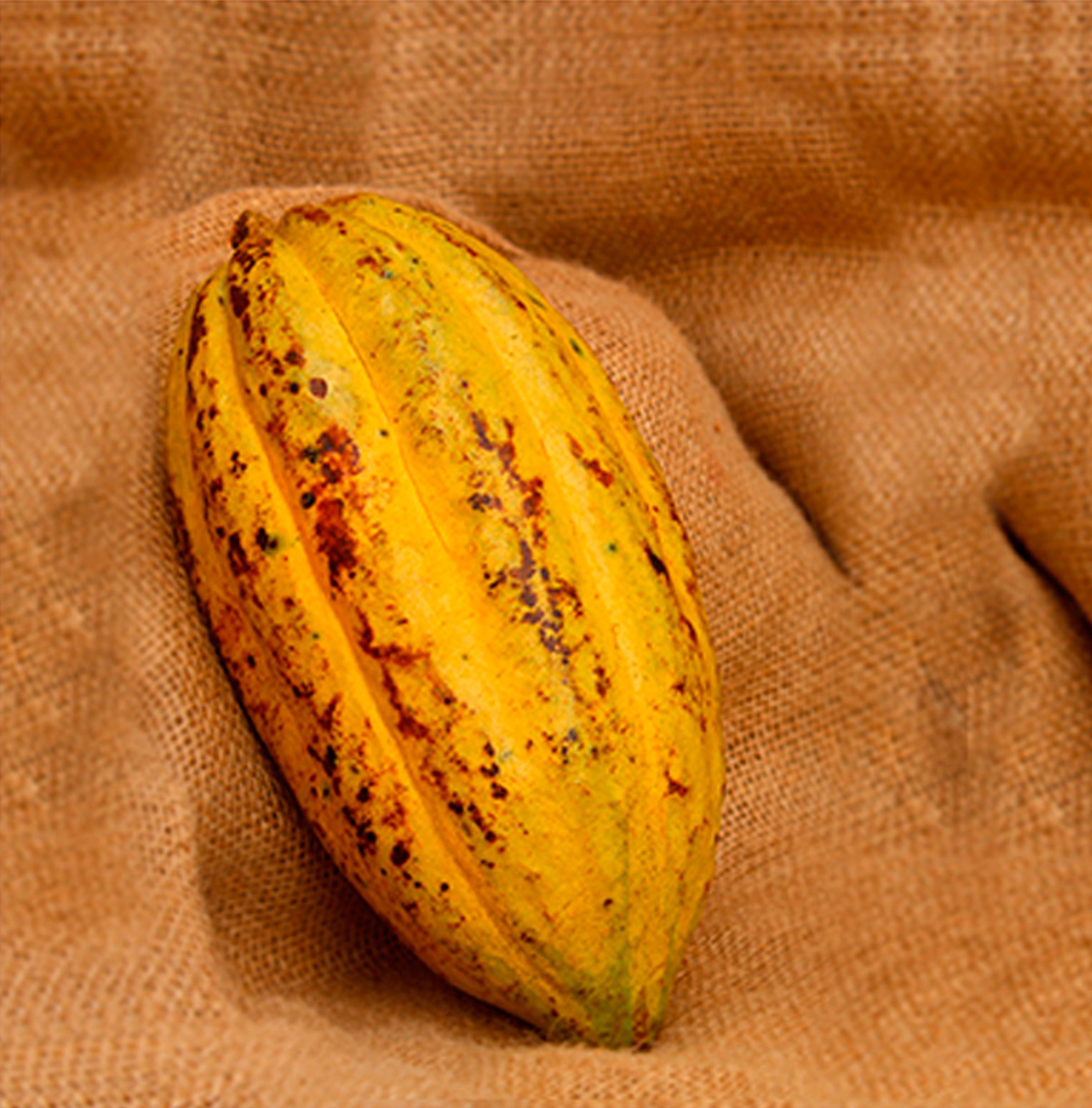 Cocoa Beans - Chuno Cocoa Variety - Nicaragua
